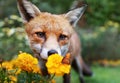 Close up of a Red fox looking at butterfly Royalty Free Stock Photo