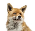 Close-up of a Red fox looking up, Vulpes vulpes, isolated