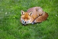 Close up of a red fox lying on the grass Royalty Free Stock Photo