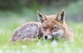 Close up of a Red fox lying on the grass Royalty Free Stock Photo