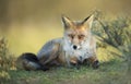 Close up of a red fox lying on grass Royalty Free Stock Photo