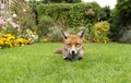 Close up of a red fox lying on green grass Royalty Free Stock Photo