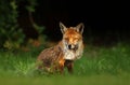 Close up of a red fox in a meadow Royalty Free Stock Photo