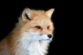 Close up Red fox portrait on black background Royalty Free Stock Photo