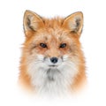 Red fox on white background Royalty Free Stock Photo