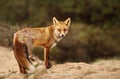 Close up of a Red fox in sand dunes Royalty Free Stock Photo