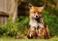 Close up of a red fox sitting on grass Royalty Free Stock Photo