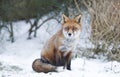 Close-up of a Red fox sitting in snow Royalty Free Stock Photo