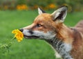 Close up of a Red fox smelling marigold flower Royalty Free Stock Photo