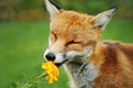 Close up of a Red fox smelling marigold flower Royalty Free Stock Photo