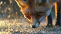 Close-Up of a Red Fox Sniffing Dew-Covered Grass Royalty Free Stock Photo