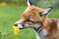 Close up of a red fox sniffing a marigold flower in summer Royalty Free Stock Photo