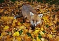 Close up of a Red fox standing in autumn leaves in back garden Royalty Free Stock Photo