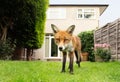 Red fox standing in the garden with flowers near house Royalty Free Stock Photo