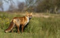 Close up of a red fox standing in meadow Royalty Free Stock Photo