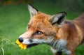 Close up of a red fox tasting a marigold flower in summer Royalty Free Stock Photo