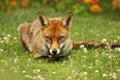 Close up of a Red fox lying on grass Royalty Free Stock Photo