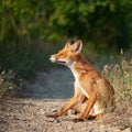 Close up of a red fox Vulpes vulpes, sitting on a path in the forest