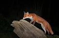 Red fox cub standing on a tree trunk against dark background Royalty Free Stock Photo