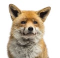 Close-up of a Red fox, Vulpes vulpes