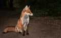 Close up of a Red fox sitting in forest in the evening Royalty Free Stock Photo