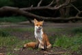 Close up of a Red fox sitting in forest Royalty Free Stock Photo