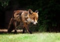 Close up of a red fox walking on the grass Royalty Free Stock Photo