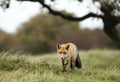 Close up of a red fox walking in grass Royalty Free Stock Photo