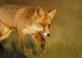 Close up of a red fox walking in the grass