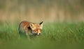 Close up of a Red fox walking in green grass in summer Royalty Free Stock Photo