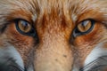 Close Up of a Red Foxs Face Royalty Free Stock Photo