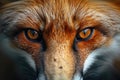 Close-Up of Red Foxs Face Royalty Free Stock Photo