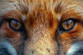 Close-up of Red Foxs Face Royalty Free Stock Photo