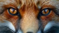 Close-Up of a Red Foxs Face Royalty Free Stock Photo