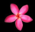 Close Up Of Red Frangipani Flowers On Black Background
