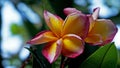 Close up red frangipani flowers on the tree Royalty Free Stock Photo