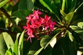 Close-up of red frangipani flowers on tree with nature light. Royalty Free Stock Photo