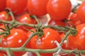 Close-up of red fresh organic bio farm small cherry tomatoes on