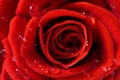 Close-up of red fresh rose Royalty Free Stock Photo