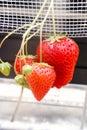 Closeup of Red Freshness strawberry in Strawberry Farm ,Chiba,