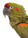 Close-up of Red-fronted Macaw, Ara rubrogenys Royalty Free Stock Photo