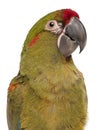 Close-up of Red-fronted Macaw, Ara rubrogenys, 6 months old