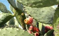 Close-up of red fruit and green pads of prickly pear cactus tree, Opuntia.