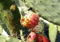 Close-up of red fruit of prickly pear cactus tree, Opuntia.