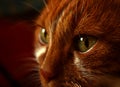 Close up red furry cat face. Green deep eyes. White vibrissae. Dark background