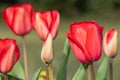 Garden tulips (tulipa gesneriana