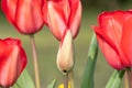 Garden tulips (tulipa gesneriana