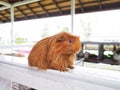 Red gasby or guinea pig. Royalty Free Stock Photo