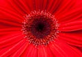 Close up of red gebera daisy