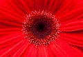 Close up of red gebera daisy Royalty Free Stock Photo